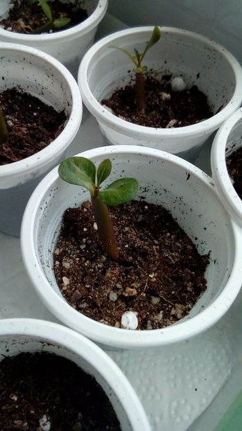 Adenium o. - Experiente 2017