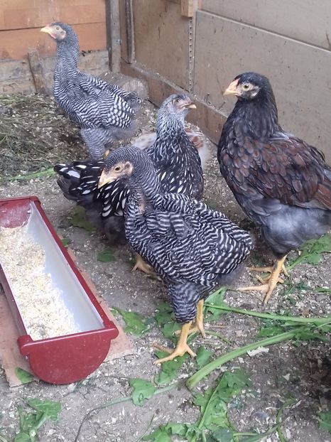 Grupa mijlocie - PUI-TINERET 2017