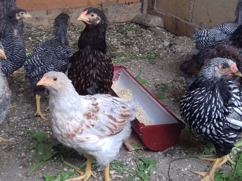 Grupa mijlocie - PUI-TINERET 2017