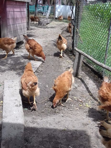 Kabir - PUI-TINERET 2017