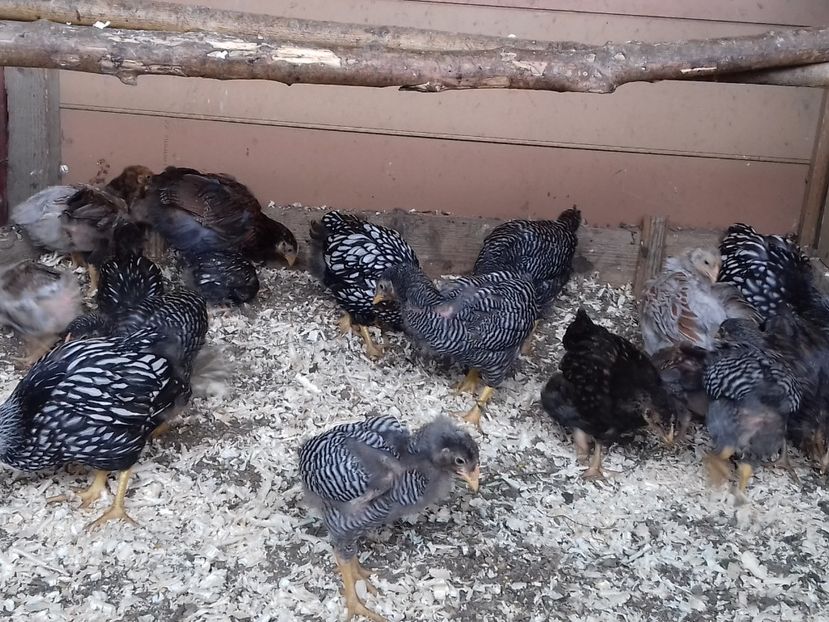 Grupa mica - PUI-TINERET 2017