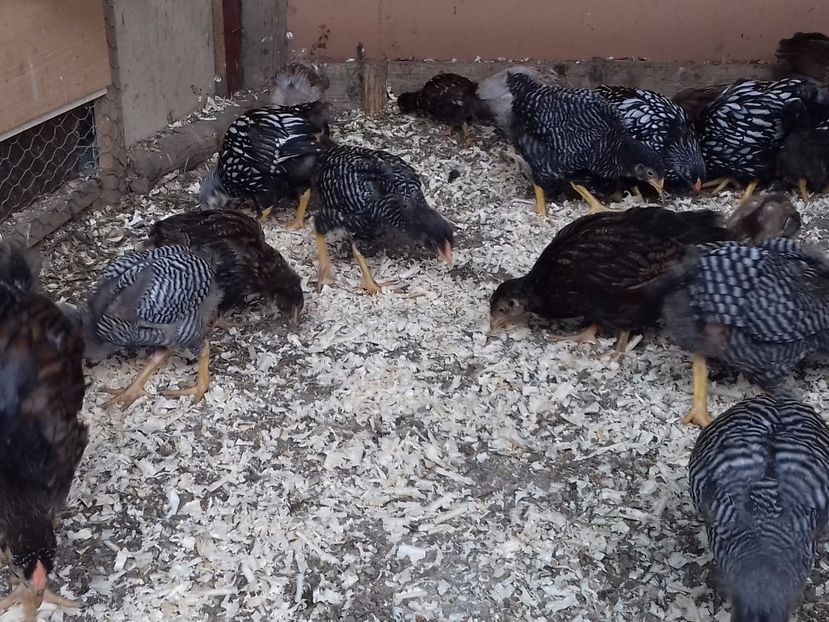 Grupa mica - PUI-TINERET 2017