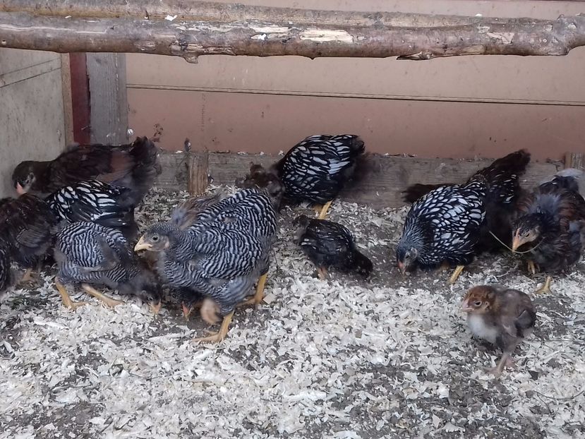 Grupa mica - PUI-TINERET 2017