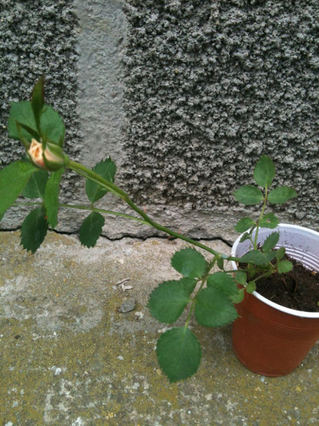 Miniroza din samanta de "The fairy" - Trandafiri din seminte-incercari