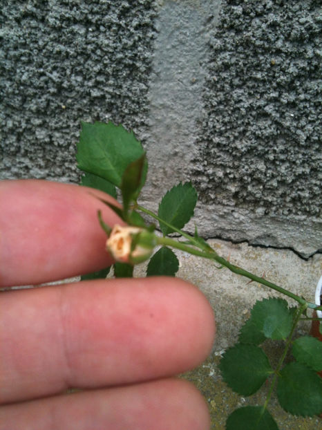 Primul boboc - Trandafiri din seminte-incercari