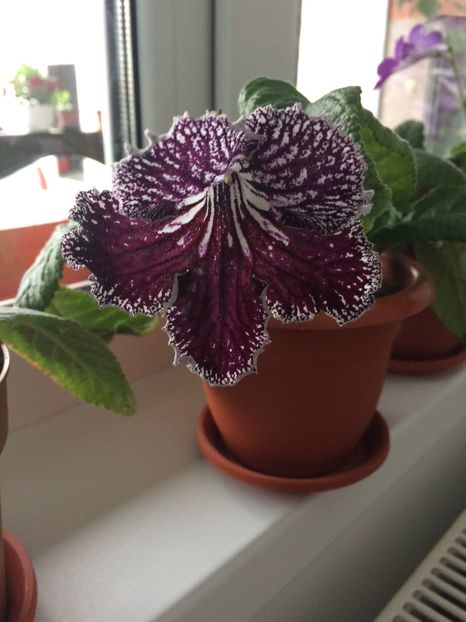  - Streptocarpusi 2017