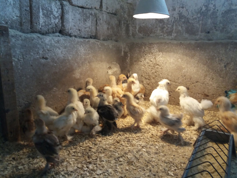 18.06.2017 008 - pui brahma seria 4 2017