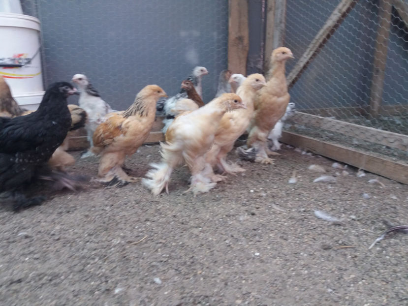 18.06.2017 028 - pui brahma seria 3 2017