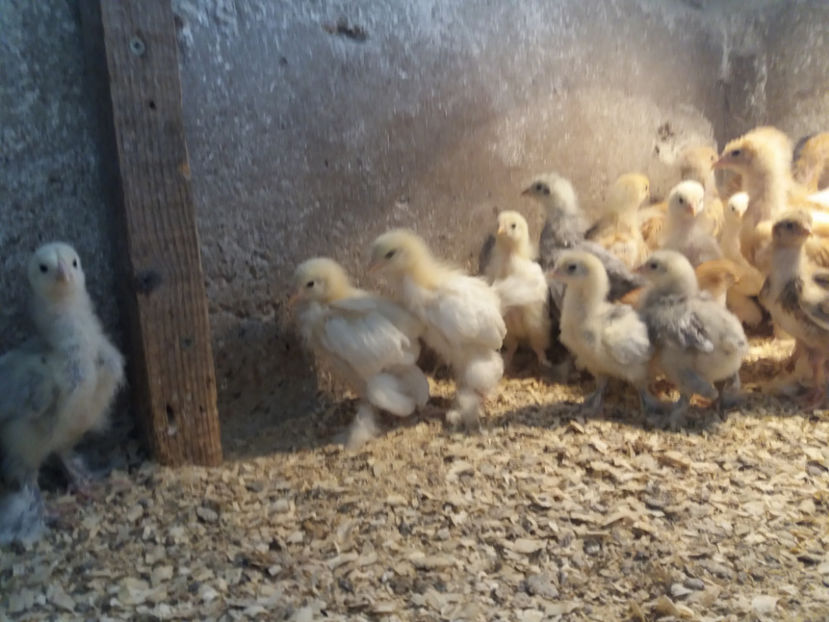 18.06.2017 014 - pui brahma seria 5 2017