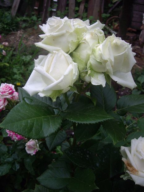 din floare , - Trandafiri si peisaje 2017- 3