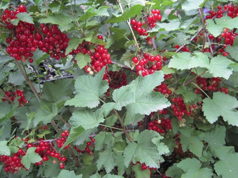 zmeur japonez - A-A Gradina de legume -fructe-plante aromatice si medicinale 2017