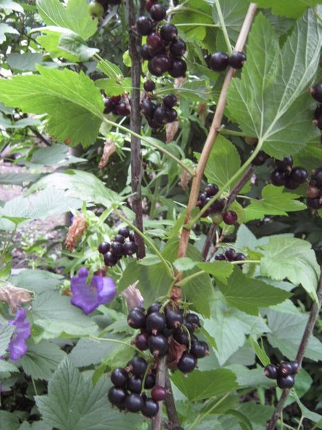  - A-A Gradina de legume -fructe-plante aromatice si medicinale 2017