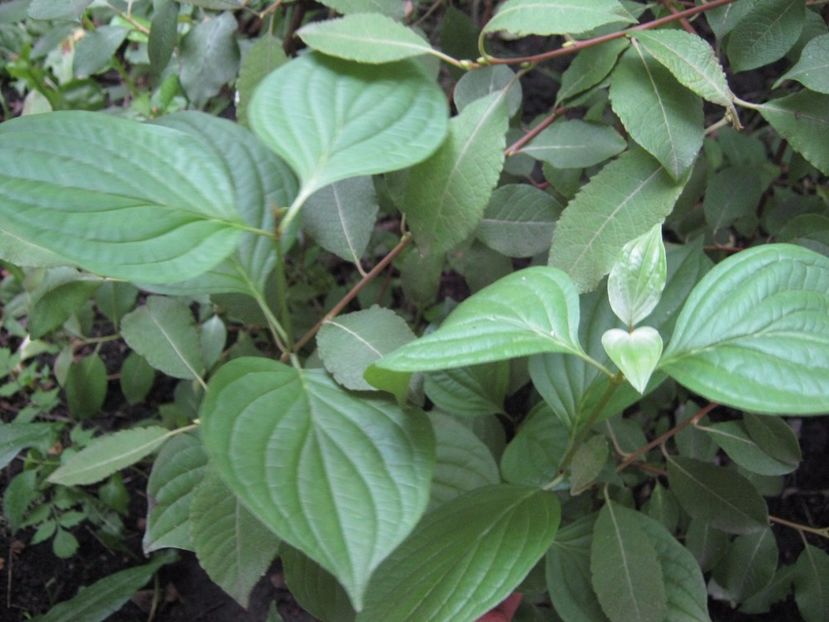 corn - A-A Gradina de legume -fructe-plante aromatice si medicinale 2017