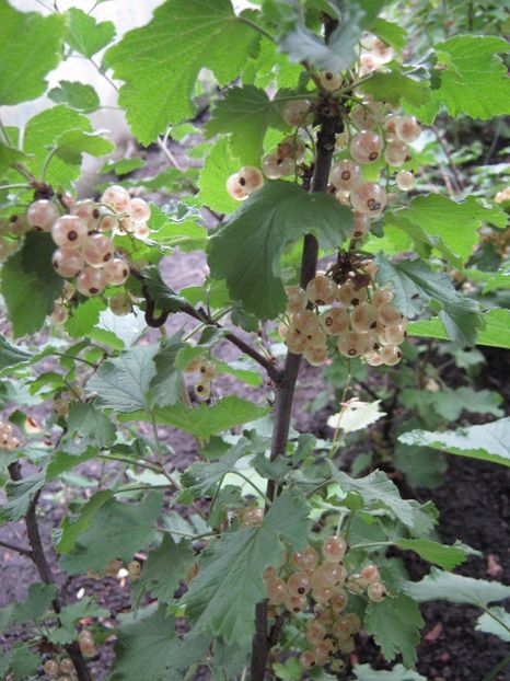  - A-A Gradina de legume -fructe-plante aromatice si medicinale 2017