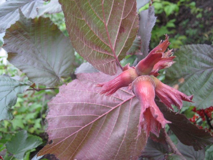 alun rosu - A-A Gradina de legume -fructe-plante aromatice si medicinale 2017
