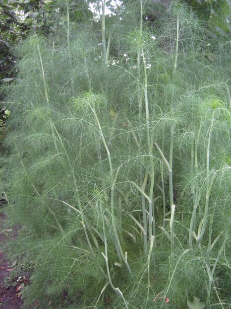 fenicul - A-A Gradina de legume -fructe-plante aromatice si medicinale 2017
