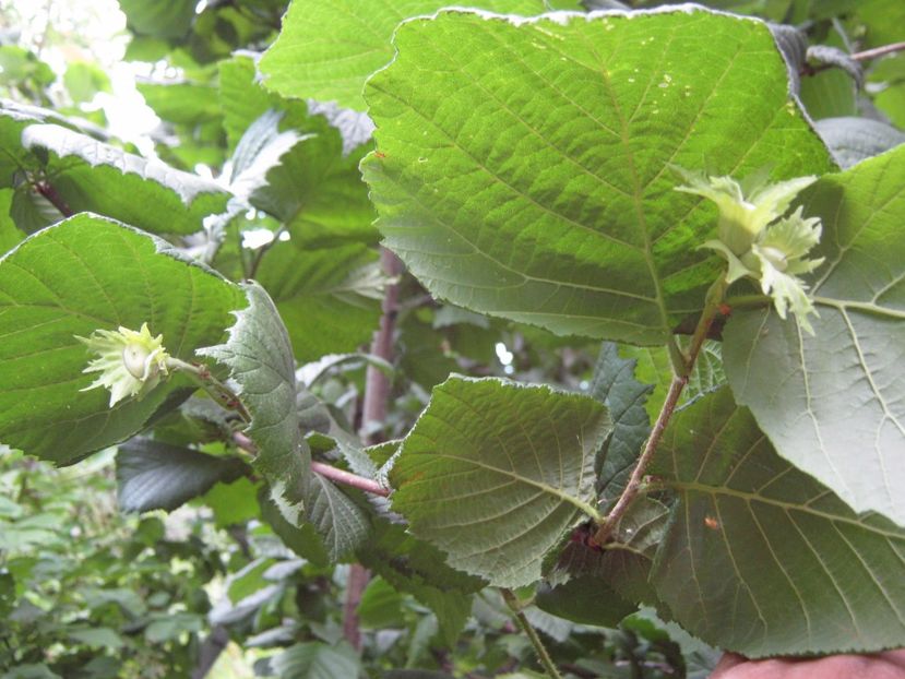 alun - A-A Gradina de legume -fructe-plante aromatice si medicinale 2017