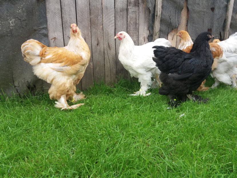 18.06.2017 057 - pui brahma seria 2 2017