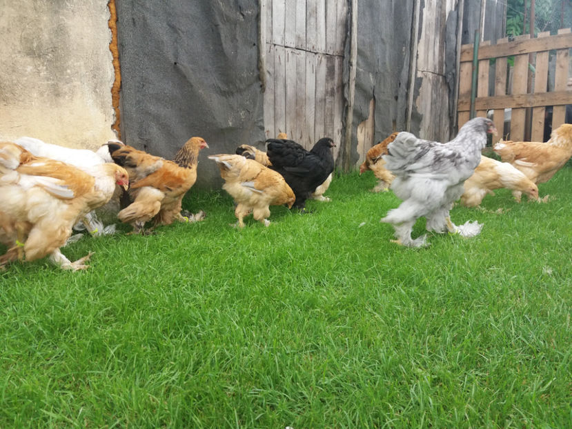 18.06.2017 051 - pui brahma seria 2 2017