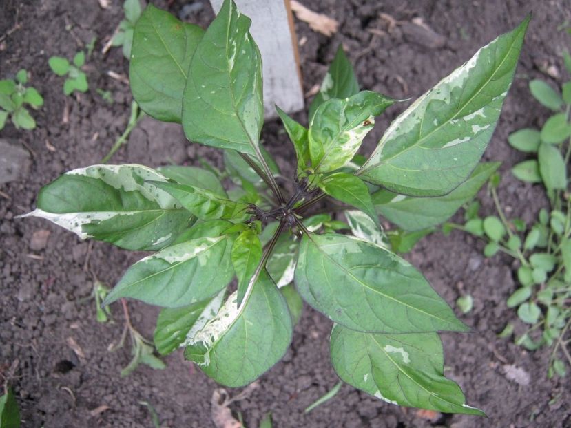 ardei iute variegat - A-A Gradina de legume -fructe-plante aromatice si medicinale 2017