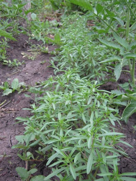 cimbru - A-A Gradina de legume -fructe-plante aromatice si medicinale 2017