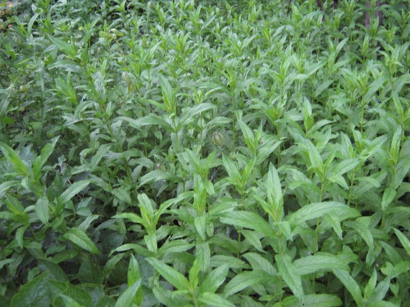menta - A-A Gradina de legume -fructe-plante aromatice si medicinale 2017