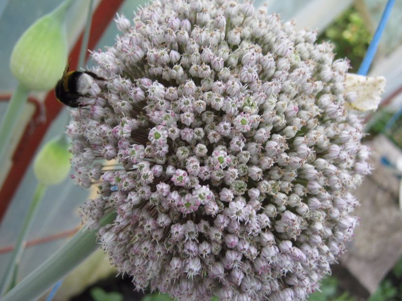 praz seminte - A-A Gradina de legume -fructe-plante aromatice si medicinale 2017