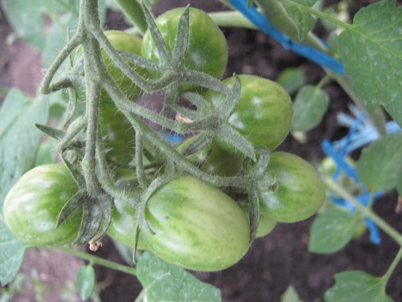  - A-A Gradina de legume -fructe-plante aromatice si medicinale 2017