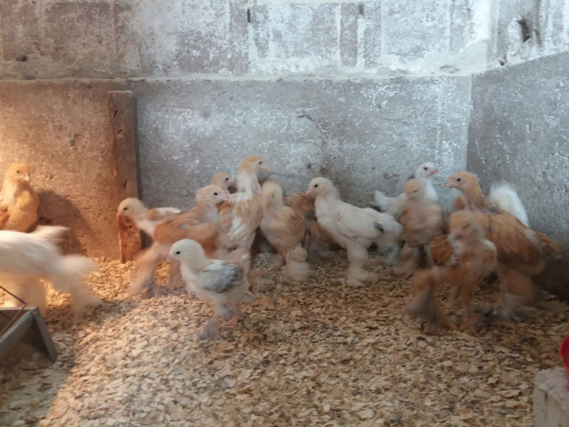 18.06.2017 005 - pui brahma seria 5 2017