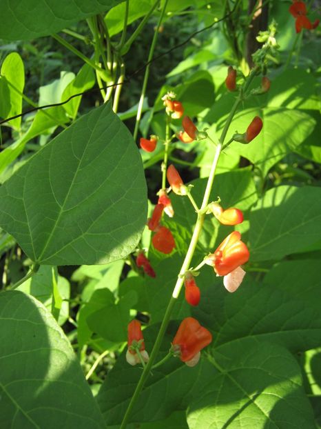  - A-A Gradina de legume -fructe-plante aromatice si medicinale 2017
