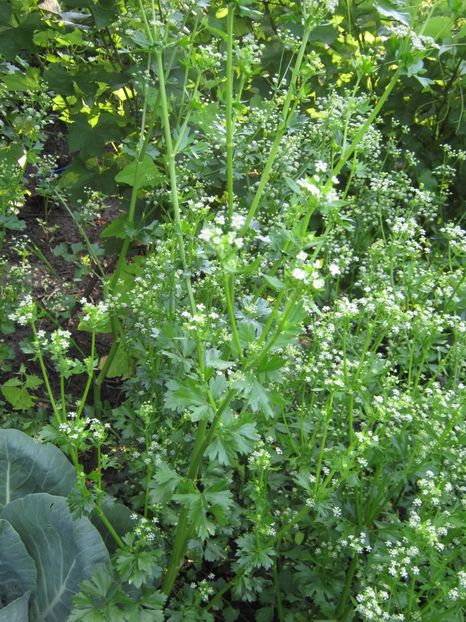 telina seminte - A-A Gradina de legume -fructe-plante aromatice si medicinale 2017