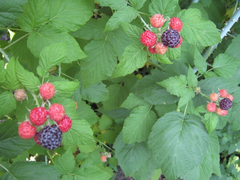 zmeur negru - A-A Gradina de legume -fructe-plante aromatice si medicinale 2017