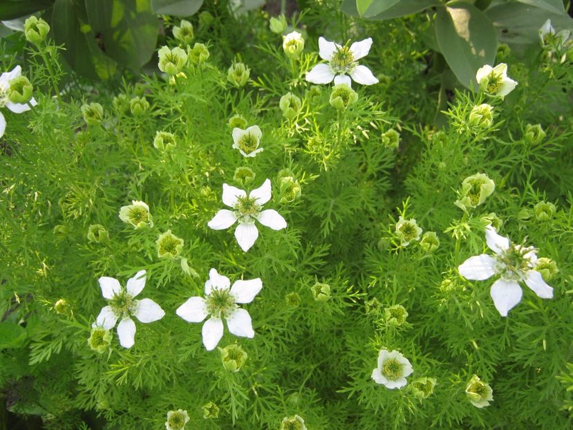 negrilica - A-A Gradina de legume -fructe-plante aromatice si medicinale 2017