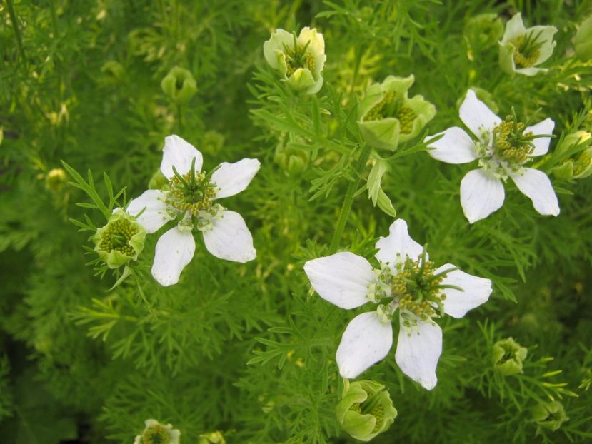  - A-A Gradina de legume -fructe-plante aromatice si medicinale 2017