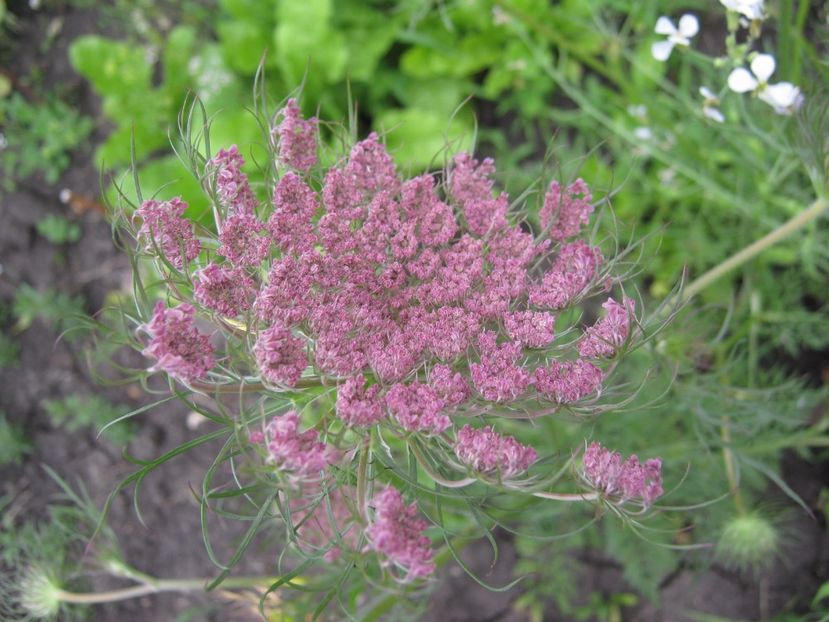  - A-A Gradina de legume -fructe-plante aromatice si medicinale 2017