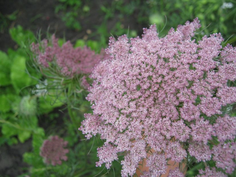 seminte morcov - A-A Gradina de legume -fructe-plante aromatice si medicinale 2017