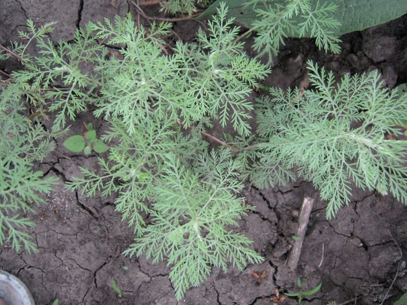 pelisor-aromatica - A-A Gradina de legume -fructe-plante aromatice si medicinale 2017