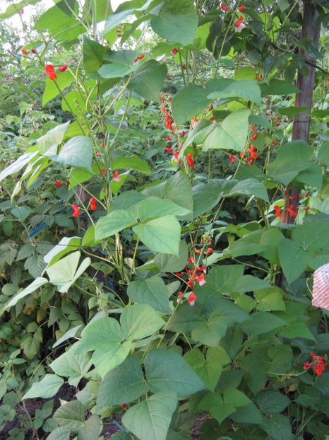  - A-A Gradina de legume -fructe-plante aromatice si medicinale 2017