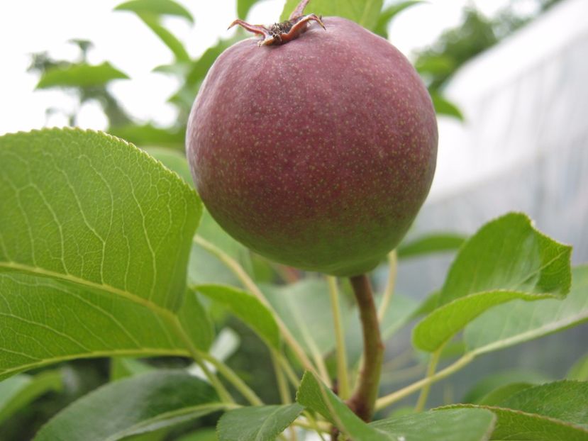 par cu miez rosu - A-A Gradina de legume -fructe-plante aromatice si medicinale 2017