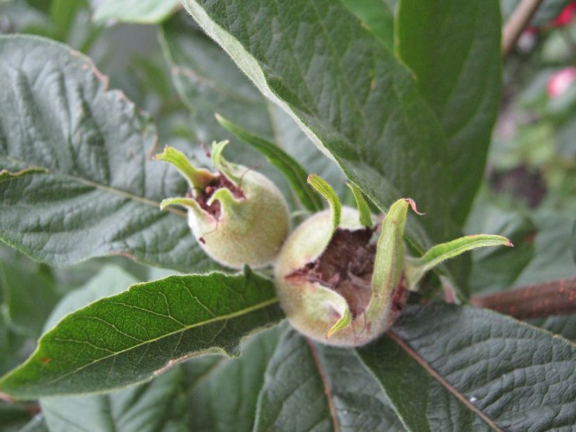  - A-A Gradina de legume -fructe-plante aromatice si medicinale 2017