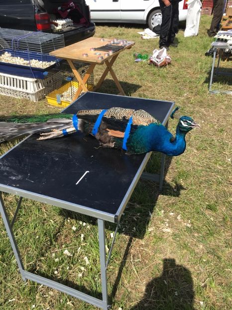  - TARG MONOR 14 05 2017