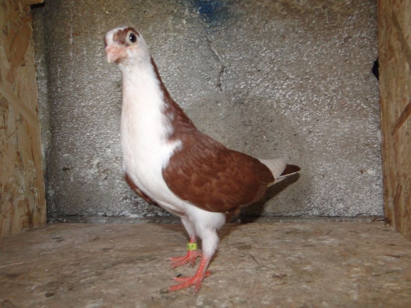  - porumbei care mi-au apartinut