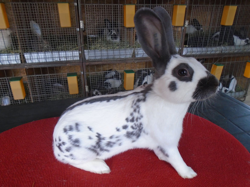 MASCUL RO 1-1745 - m 01 alb-albastru