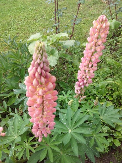  - AAAAA_LUPIN 2015_2017_2018_2019_2020