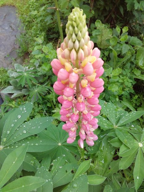  - AAAAA_LUPIN 2015_2017_2018_2019_2020