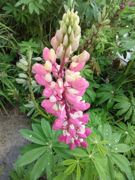  - AAAAA_LUPIN 2015_2017_2018_2019_2020
