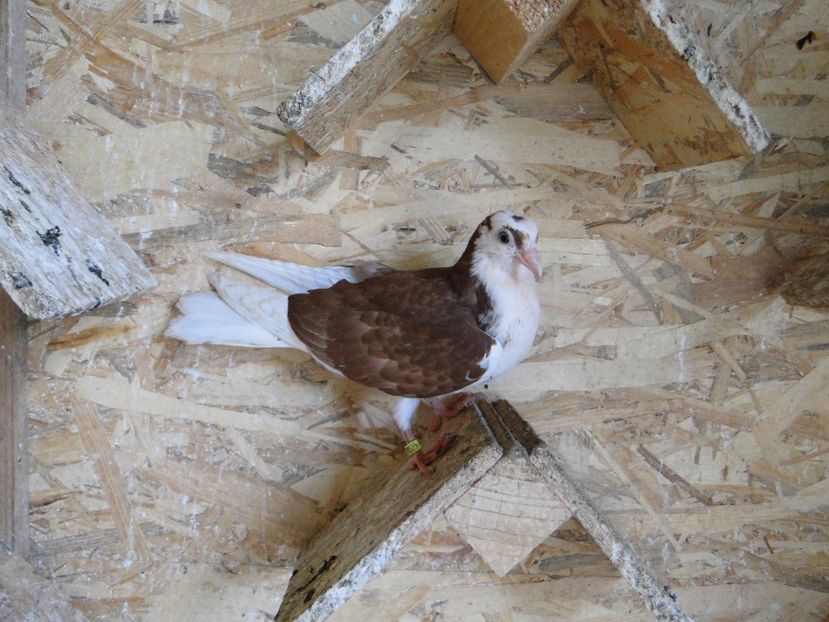  - porumbei care mi-au apartinut