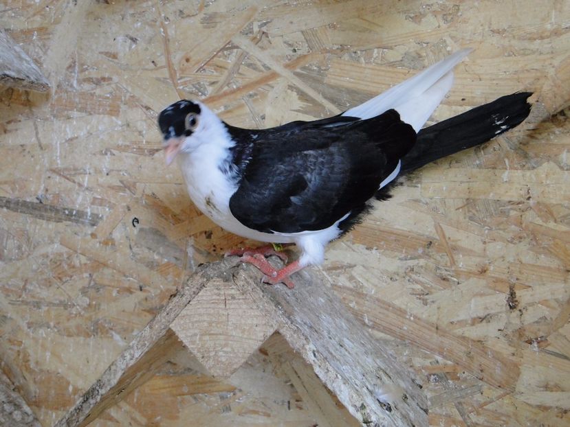  - porumbei care mi-au apartinut