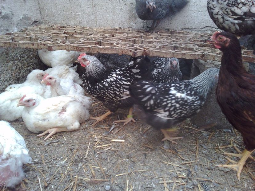  - pui wiandotte si rhode island 2017