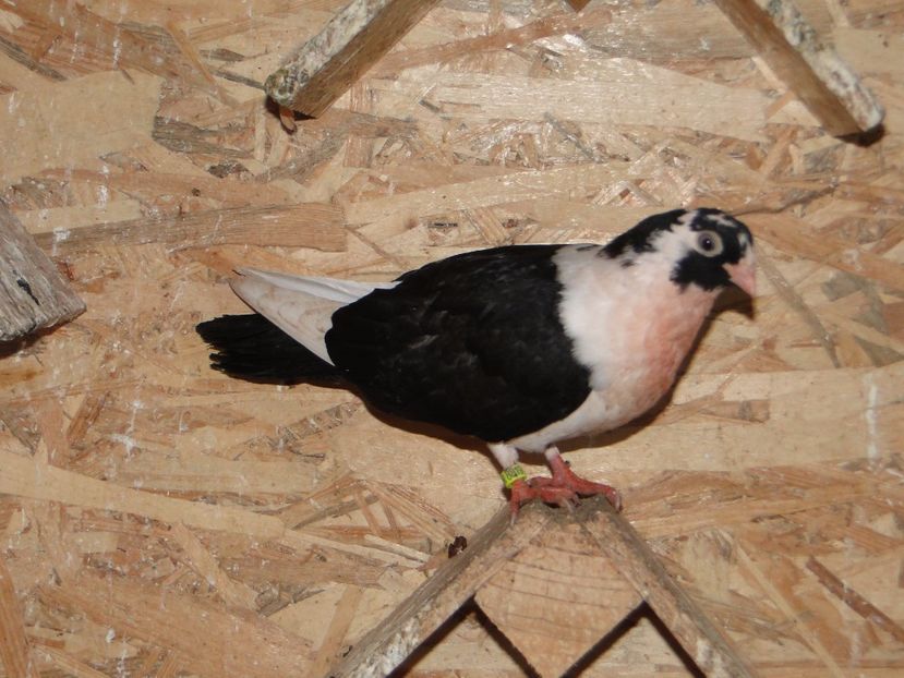  - porumbei care mi-au apartinut